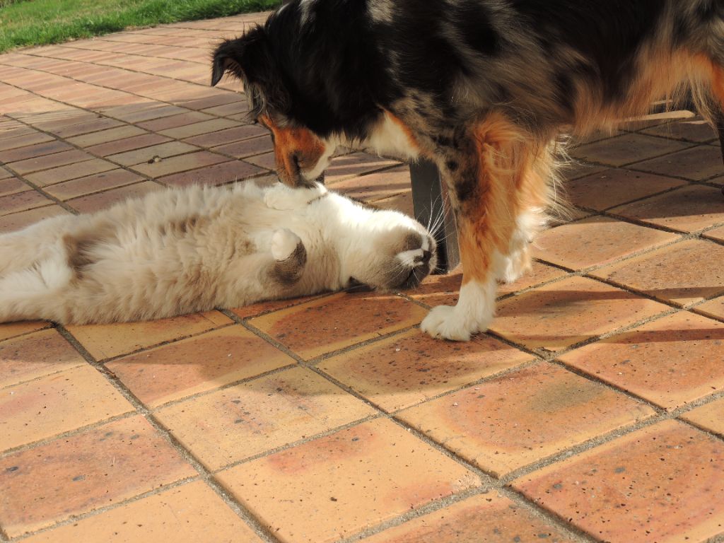 Activités canines